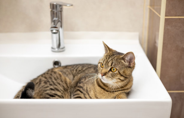 虎斑猫在卫生间的水箱或水槽图片下载