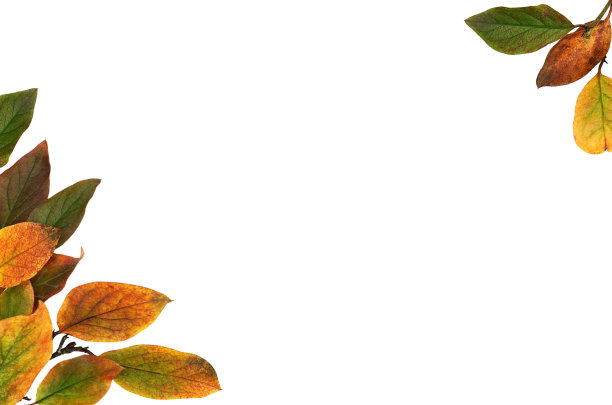 秋天的小枝，色彩斑斓的叶子在角落里排列，孤立在白色上图片下载