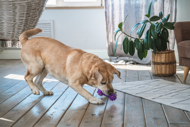 欢快的拉布拉多在家里玩他的玩具图片下载