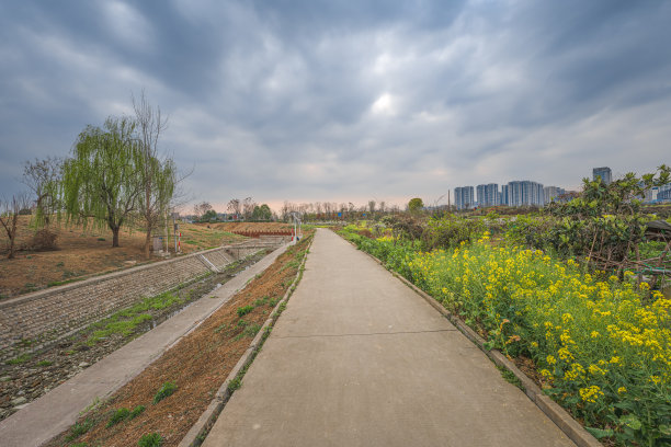 阴暗的植物图片下载