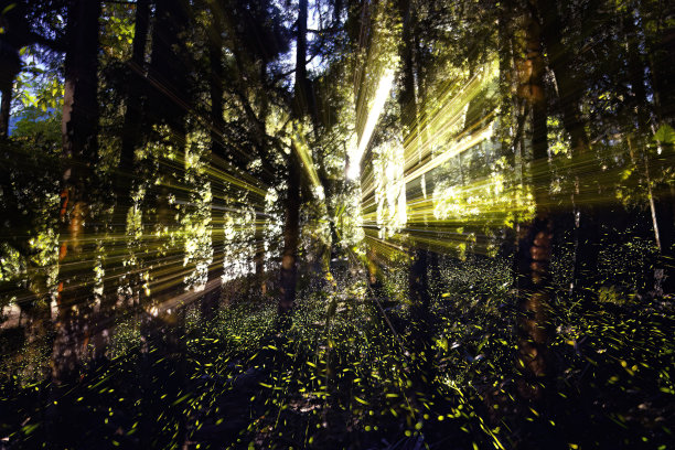 萤火虫在森林里闪闪发光图片下载