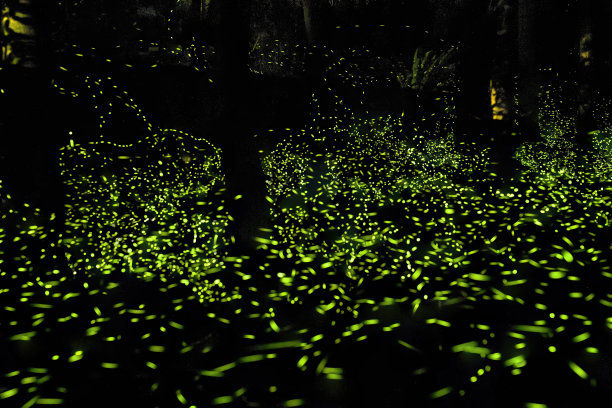 萤火虫在森林里闪闪发光图片下载