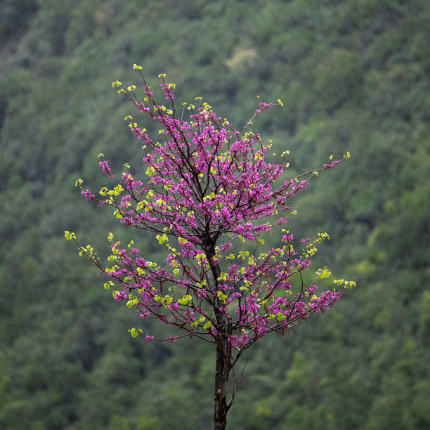 紫色花树的精美艺术品图片下载