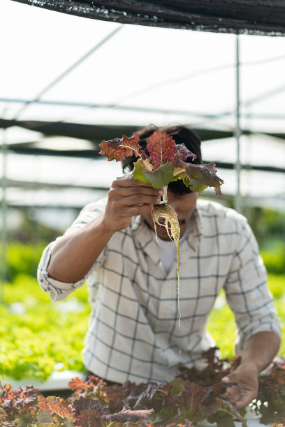 一个年轻的蔬菜园丁在温室农场检查绿色的橡子和生菜。亚洲农民快乐地种植水培蔬菜。图片下载
