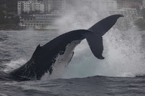 在澳大利亚新南威尔士州悉尼的邦迪海滩，一头雌座头鲸在表演甩尾或甩尾图片下载