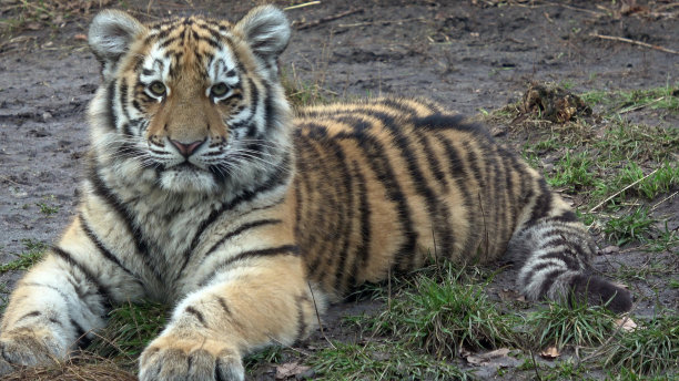 西伯利亚虎，虎属。两只小老虎图片下载