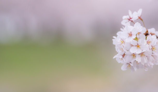 美丽的樱花图片下载