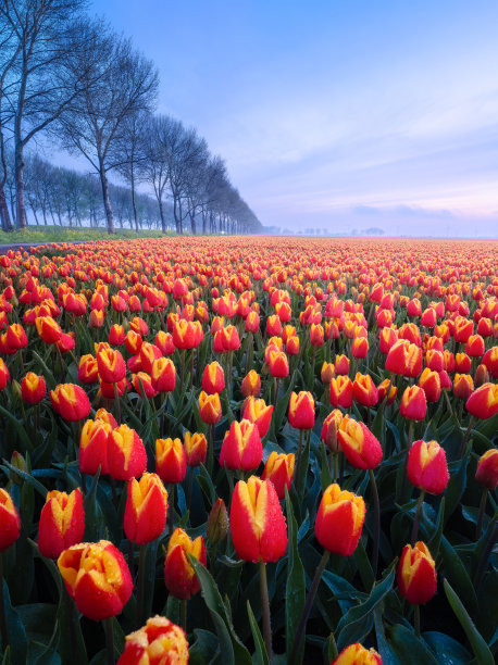 夕阳下的郁金香田。雾笼罩着田野。日落时的花景。照片作为壁纸和背景。Flevoland,荷兰。图片下载