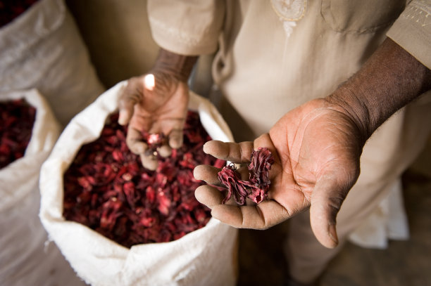 非洲塞内加尔的Bissap(木槿)生产图片下载