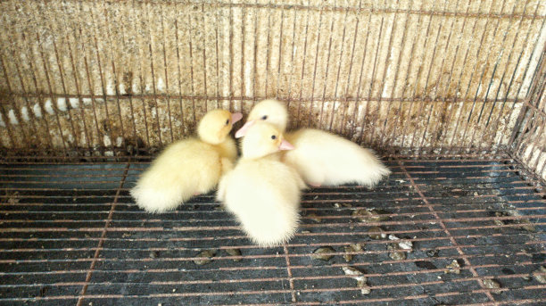 农场里笼子里的小鸭子图片下载