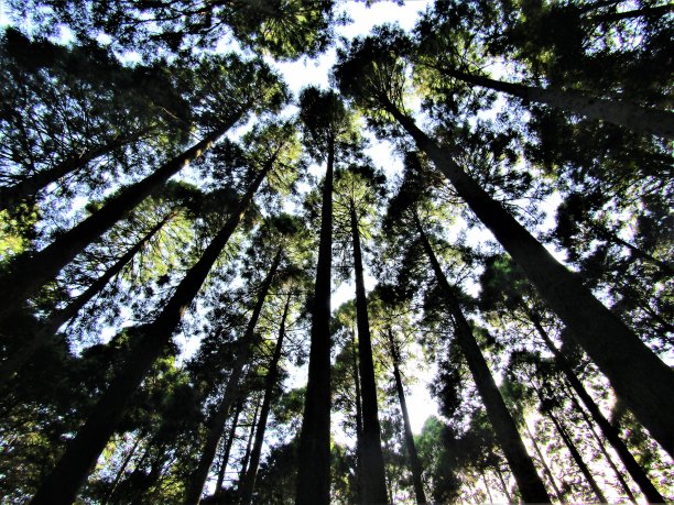 日本。五月雪松林。阳光和阴影。图片下载