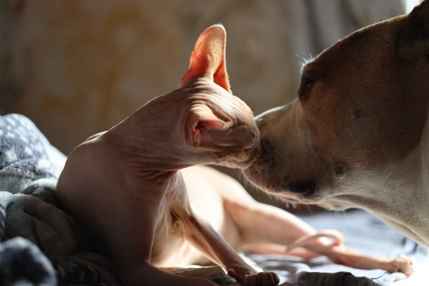 猫和狗互相嗅着对方图片下载