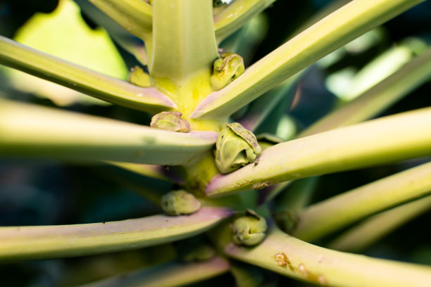 球芽甘蓝近距离生长。在花园床上种植各种小白菜图片下载
