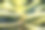 球芽甘蓝近距离生长。在花园床上种植各种小白菜图片下载