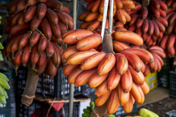 热带水果，红熟红香蕉图片下载