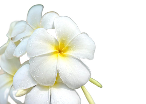 白花白花滴白背景孤立剪枝路径图片下载