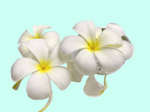 白色的鸡蛋花在水碗上，与柔软的绿色背景分开图片下载