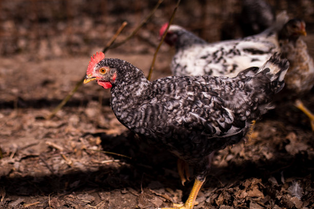农场里的一群鸡图片下载