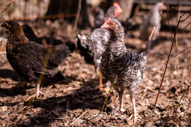 农场里的一群母鸡和小鸡图片下载