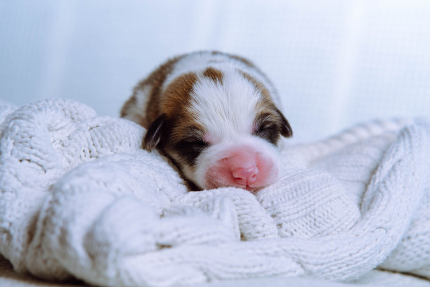 新生威尔士柯基的第一张肖像，他睡在雪白的针织毯子上。狗狗繁殖。爱和关怀。图片下载