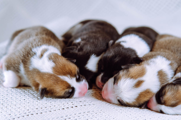 四只刚出生的威尔士柯基小狗在家里雪白的毯子上熟睡。饲养和喂养宠物。图片下载