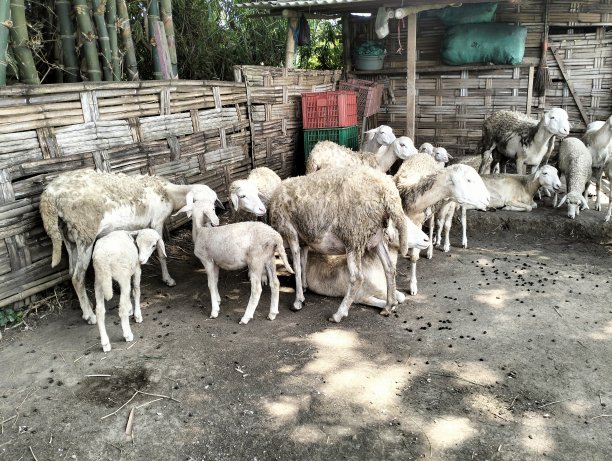 山上的羊圈里的山羊画像图片下载