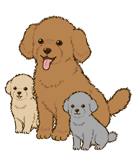 三种颜色的贵宾犬的父母和孩子图片下载