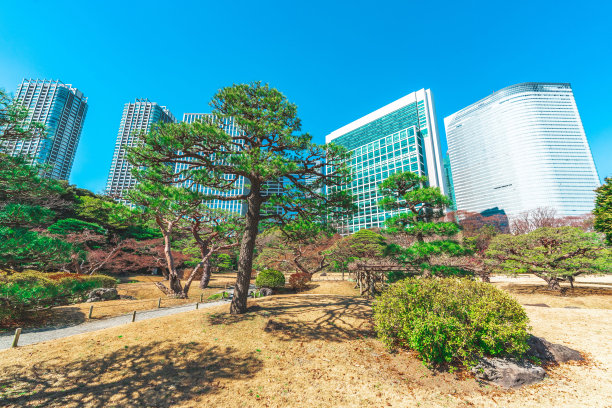 日本东京大都会日比谷公园的盆景树图片下载