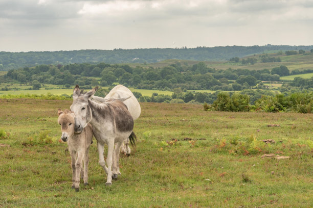 英国汉普郡新森林的驴和小马驹图片下载