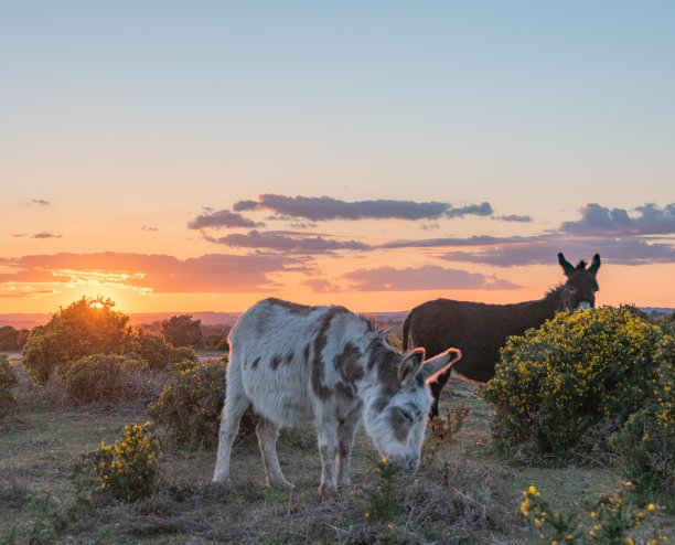 英国汉普郡新森林的驴和小马驹图片下载
