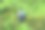 在森林里放上新鲜的蓝莓图片下载