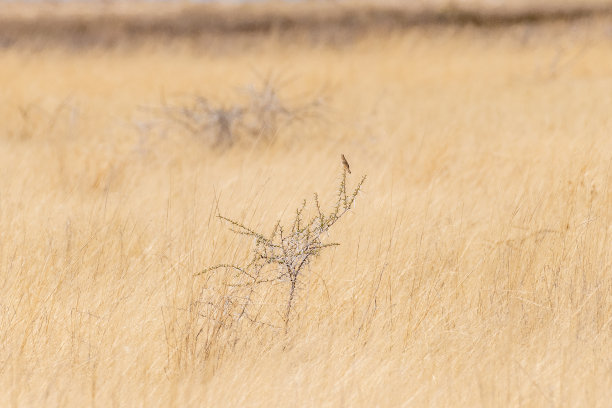 小鸟坐在树上图片下载