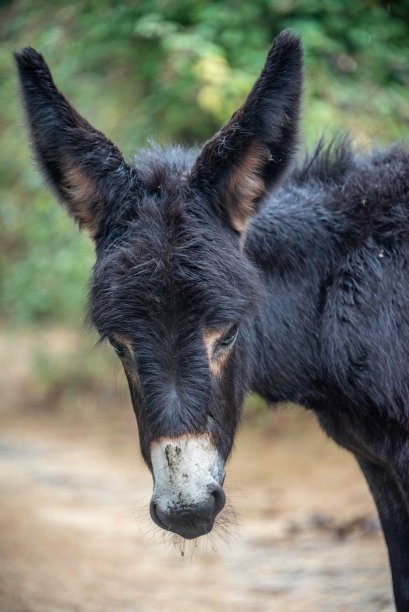 英国汉普郡新森林的驴和小马驹图片下载
