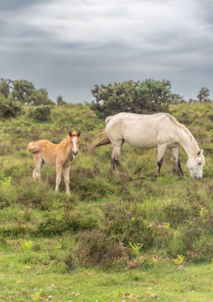英国汉普郡新森林的驴和小马驹图片下载