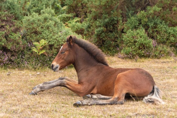 英国汉普郡新森林的驴和小马驹图片下载