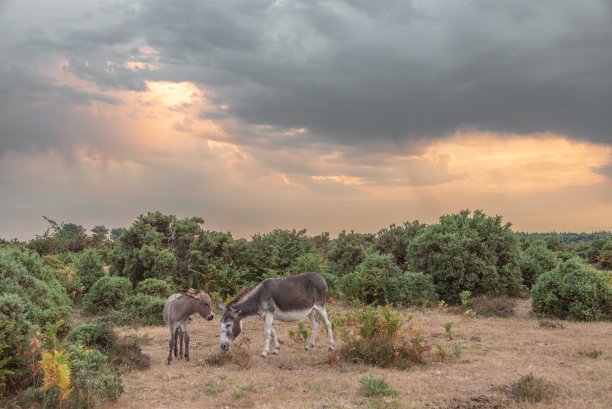 英国汉普郡新森林的驴和小马驹图片下载