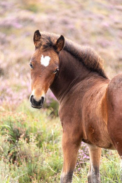 英国汉普郡新森林的驴和小马驹图片下载