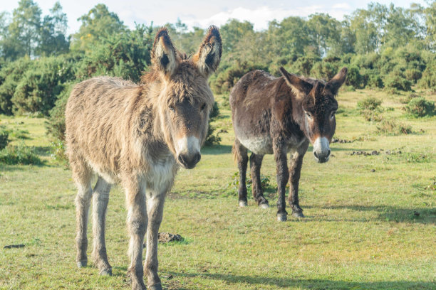 英国汉普郡新森林的驴和小马驹图片下载