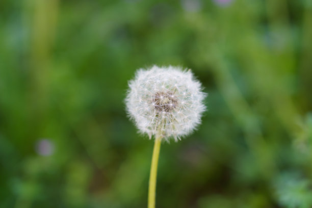 花卉和植物图片下载