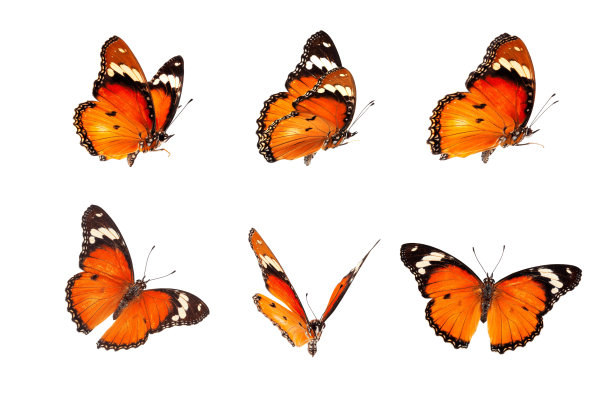 美丽的君主蝴蝶孤立在白色的背景。一组大黑脉金斑蝶，孤立在白色背景上。茶色科斯特(紫罗兰科)紫罗兰科斯特。图片下载
