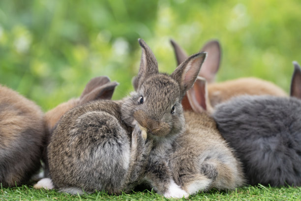 可爱的毛茸茸的兔子和家人一起坐在绿色的草地上。毛茸茸的小兔子黑色，棕色的小兔子一家人在操场上玩耍。复活节新生兔子家庭概念图片下载
