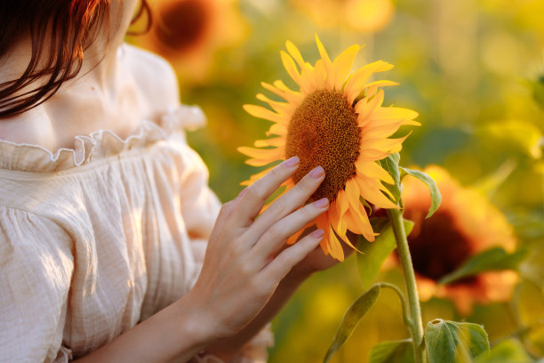 女人摸向日葵图片下载