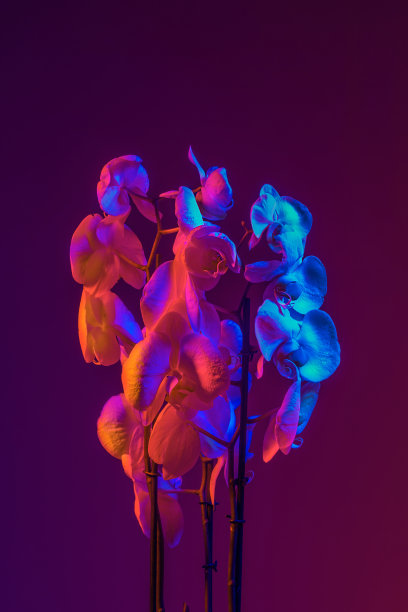 在霓虹灯的照射下，一株盛开的兰花被霓虹灯照亮。图片下载