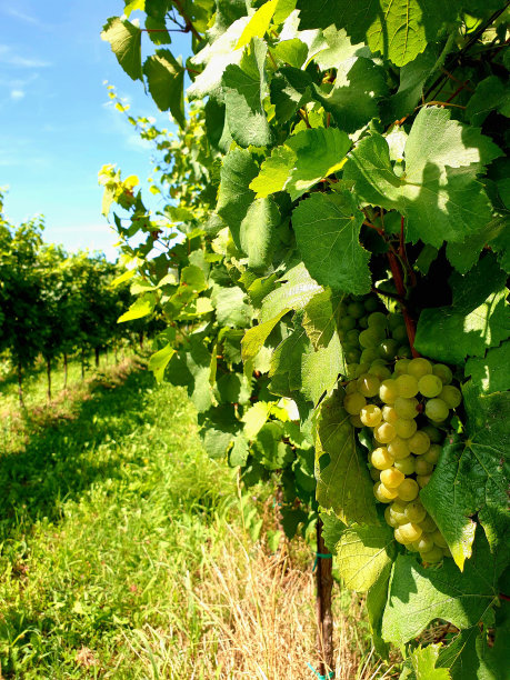 斯洛维尼亚的一串葡萄图片下载