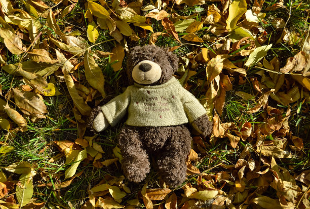 秋天，一只穿着毛衣的泰迪熊躺在草地上的落叶中图片下载