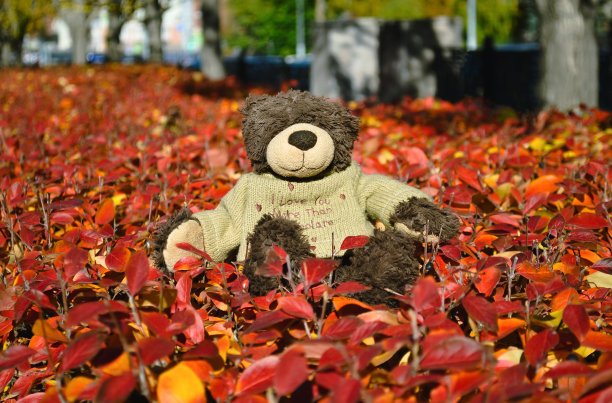 一只泰迪熊坐在灌木丛的红叶上，毛衣上写着可爱的题词图片下载