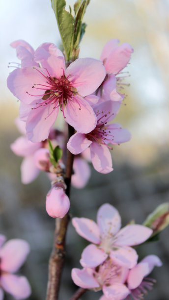 在春天盛开的桃树上开着粉红色花朵的树枝图片下载