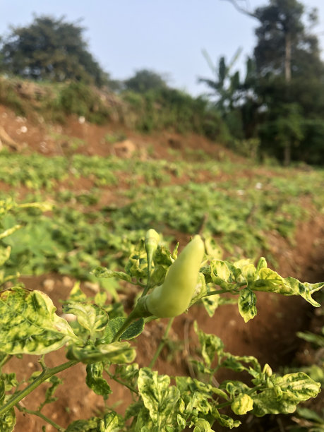 辣椒图片下载