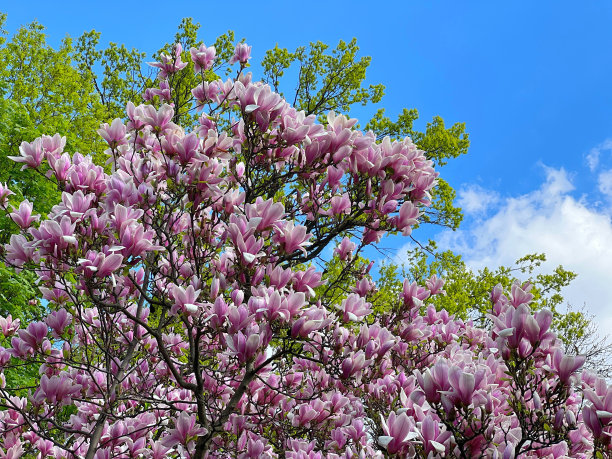 玉兰树开着粉紫色的花。图片下载