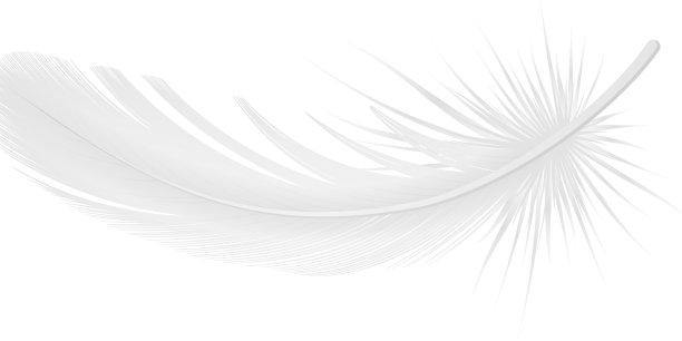 逼真的白羽毛图片下载